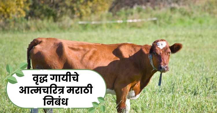 Autobiography of an Old Cow Marathi Essay