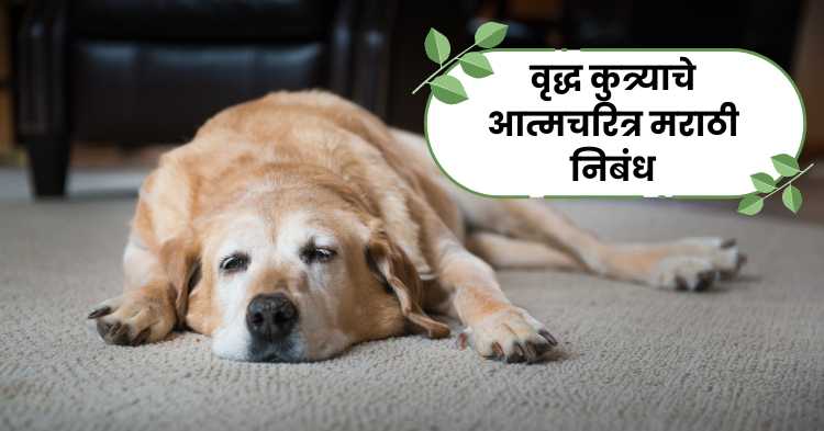 Autobiography of an Old Dog Marathi Essay